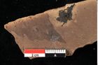 Foto (Detailansicht) von Sphaeria mediterranea Ettingshausen (NHMW-GEO-2024-0188-0027a)